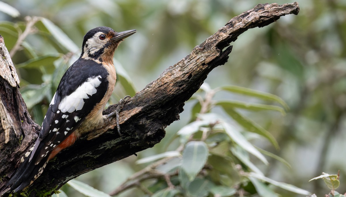 Himalayan Woodpecker - ML623229402