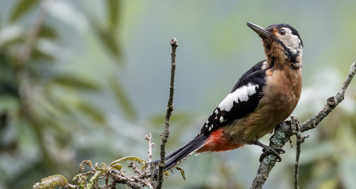 Himalayan Woodpecker - ML623229419