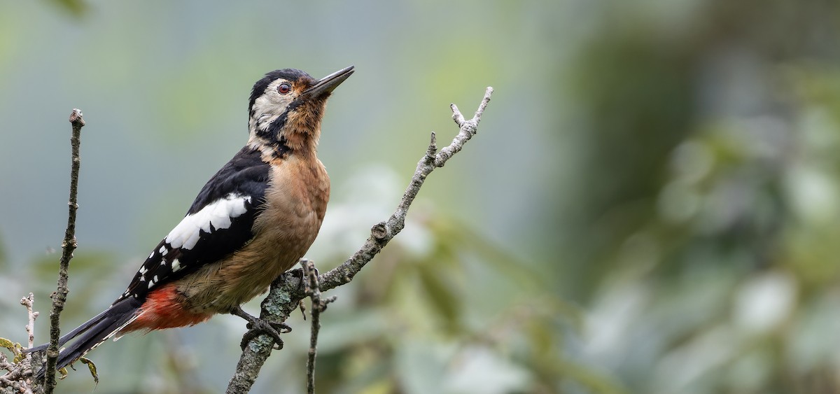 Himalayan Woodpecker - Friedemann Arndt