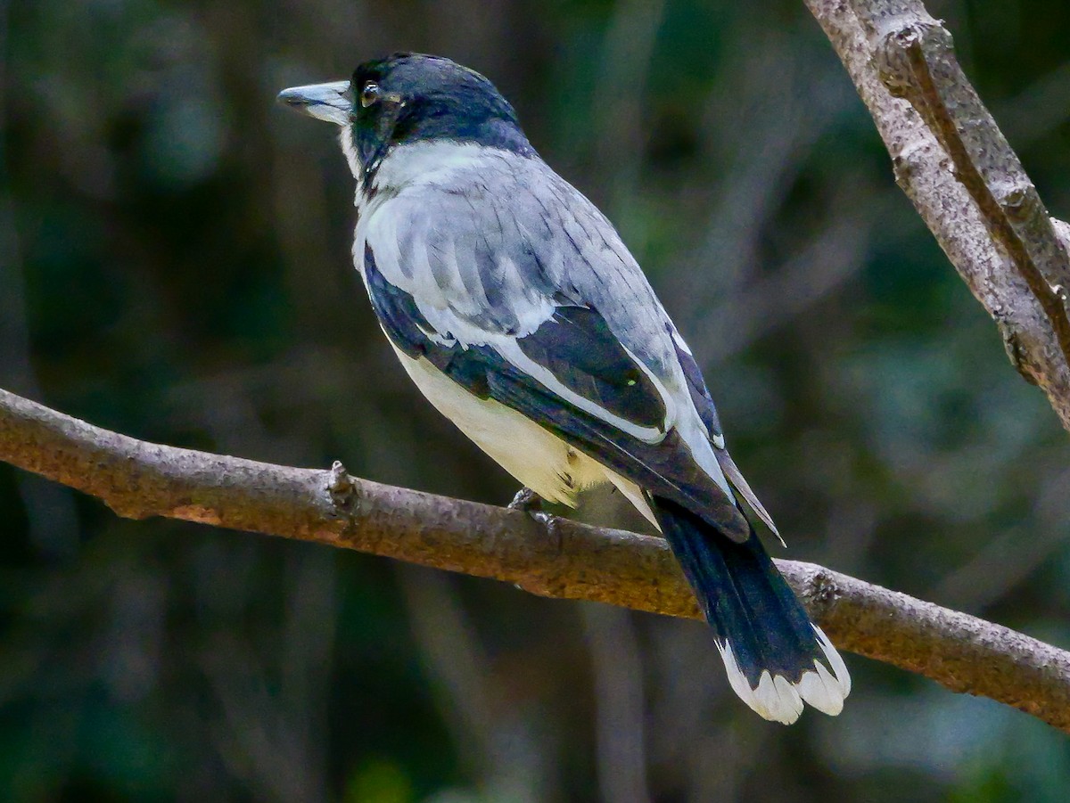 Silver-backed Butcherbird - ML623229429