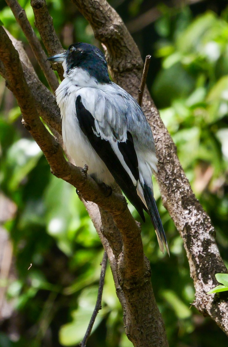 Silver-backed Butcherbird - ML623229430