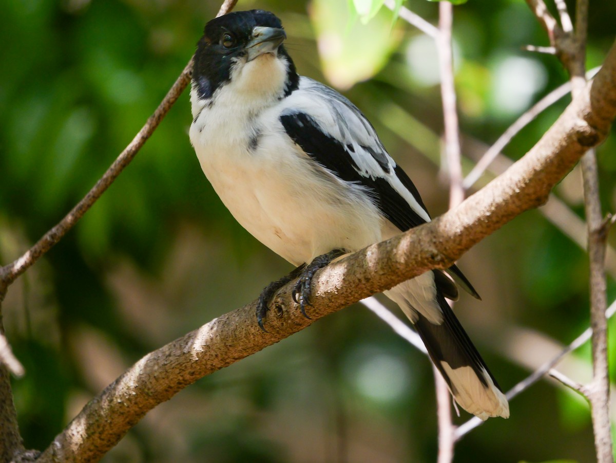 Silver-backed Butcherbird - ML623229432