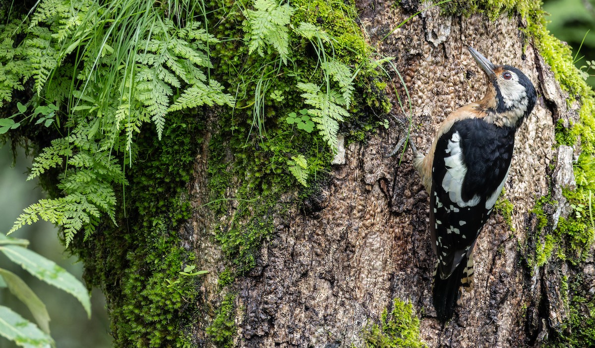 Himalayan Woodpecker - Friedemann Arndt