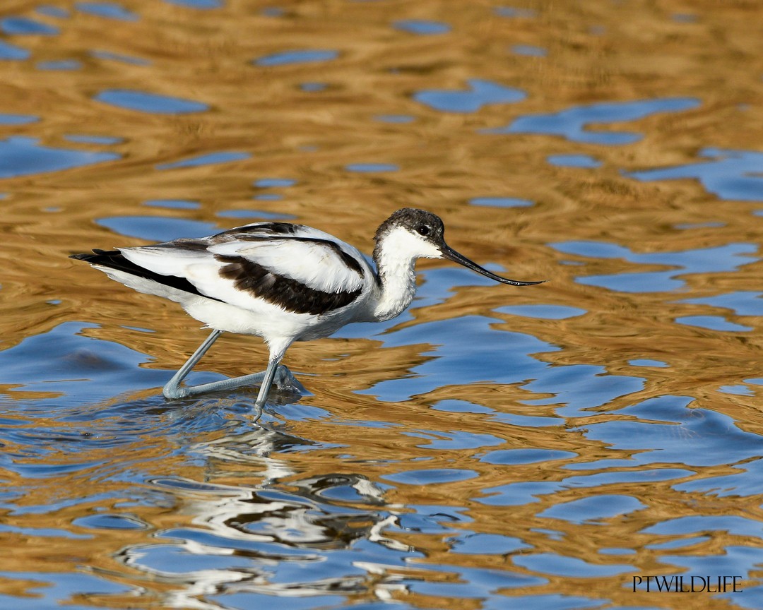 Pied Avocet - Guilherme Silva