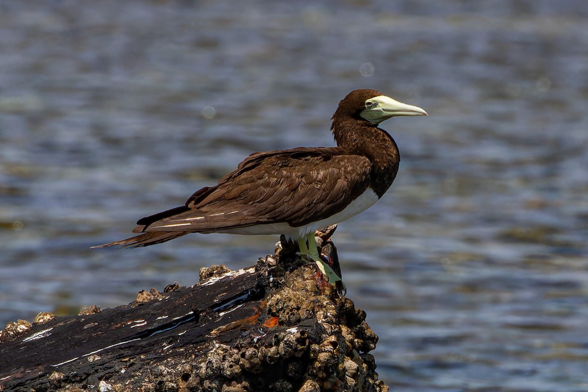 Brown Booby - ML623229467