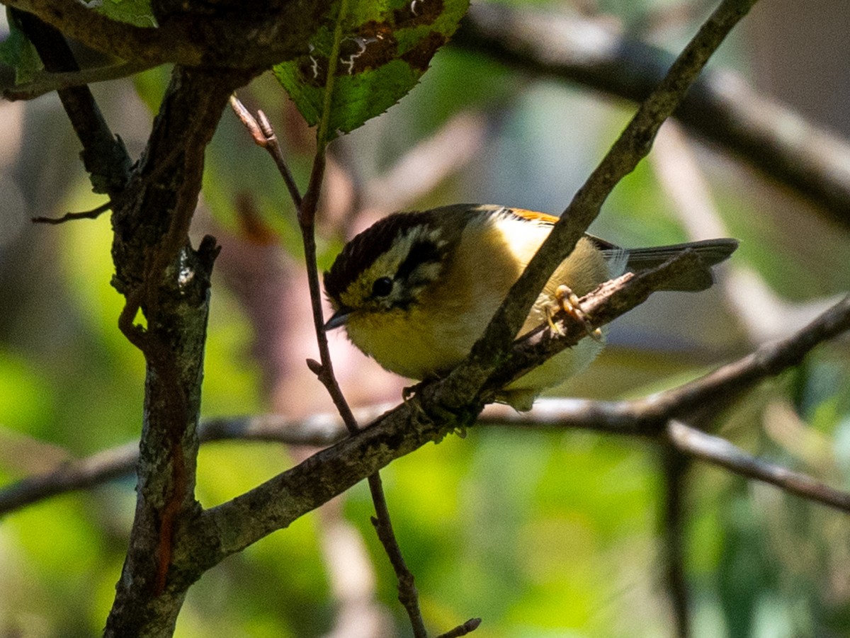 Rufous-winged Fulvetta - ML623229575