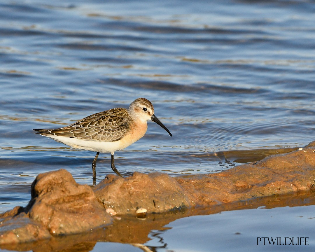 Curlew Sandpiper - Guilherme Silva