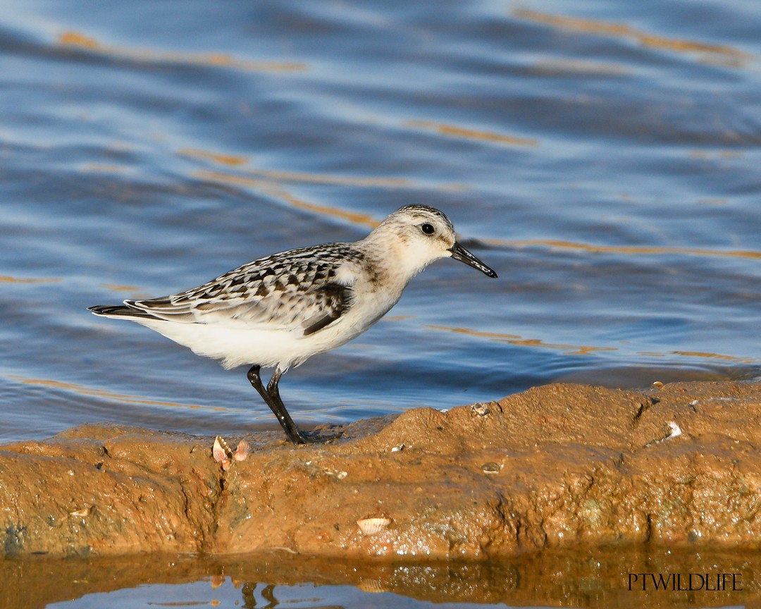 Sanderling - ML623229611