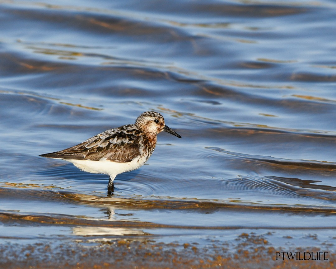 Little Stint - ML623229617