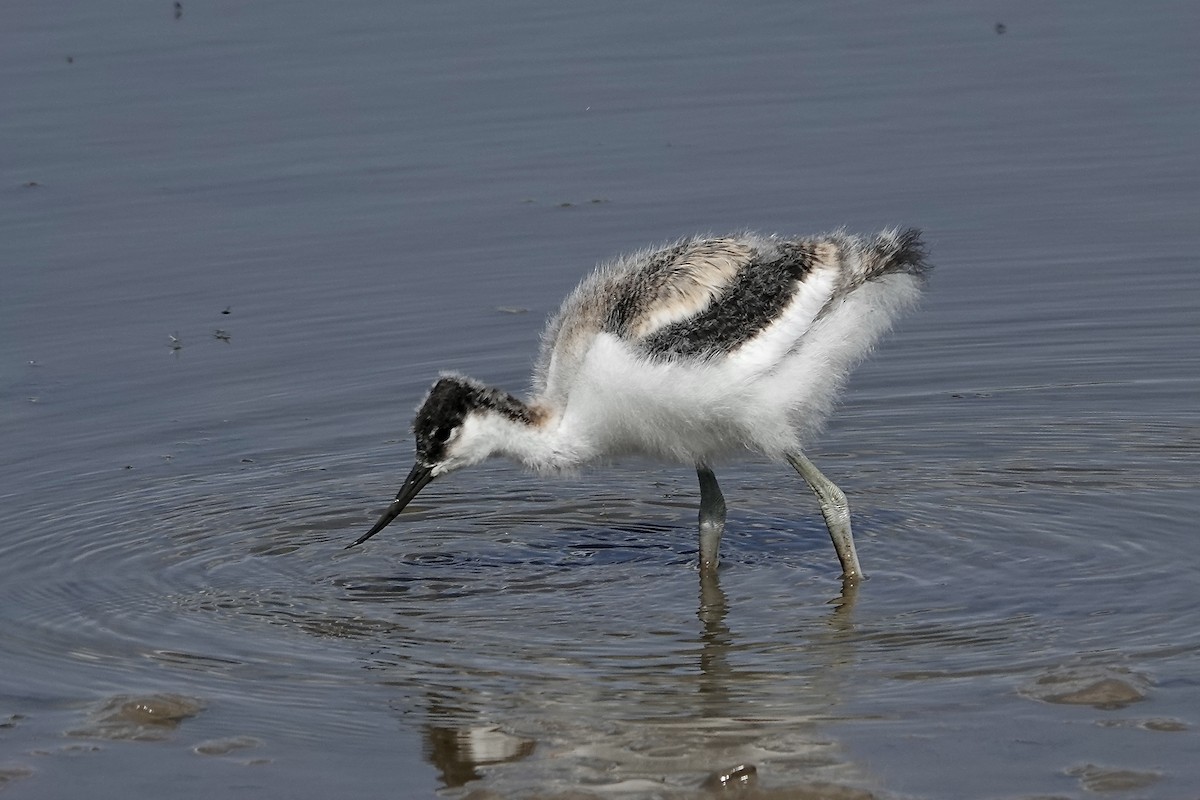 Pied Avocet - ML623229618