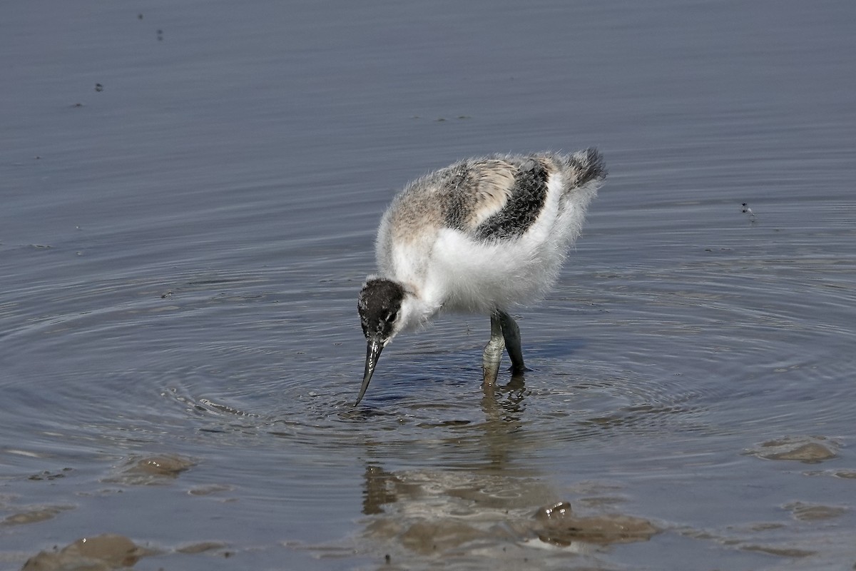 Pied Avocet - ML623229619