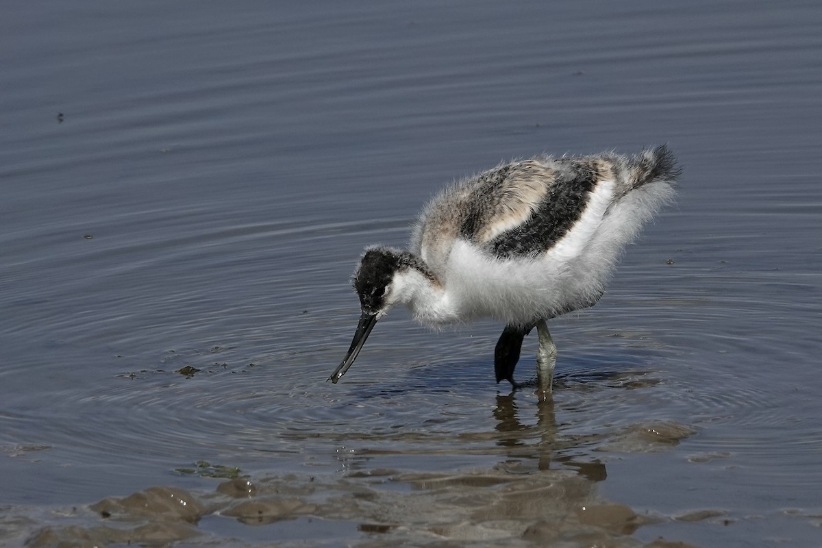 Pied Avocet - Simon Pearce