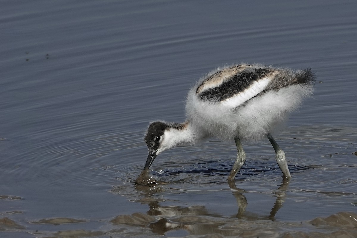 Pied Avocet - ML623229622