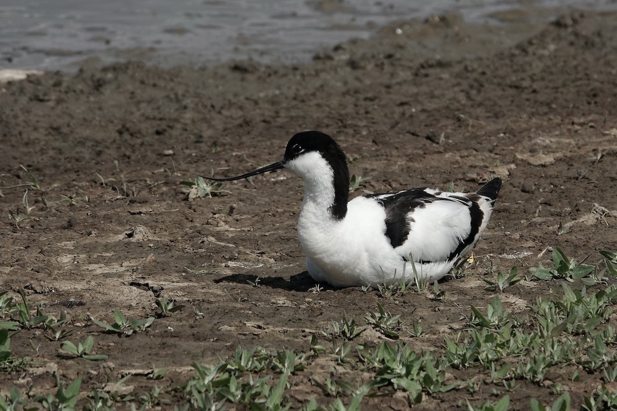 Pied Avocet - ML623229623