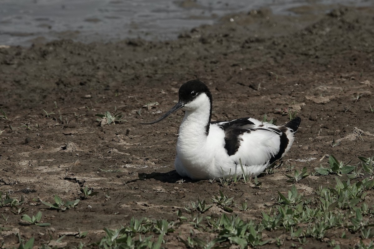 Pied Avocet - ML623229624