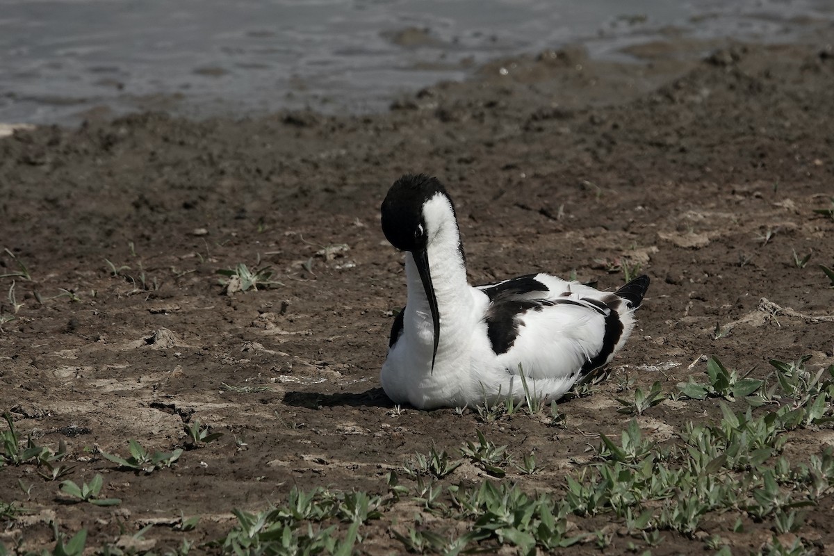 Pied Avocet - ML623229626