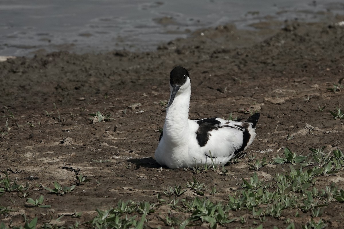 Pied Avocet - ML623229629