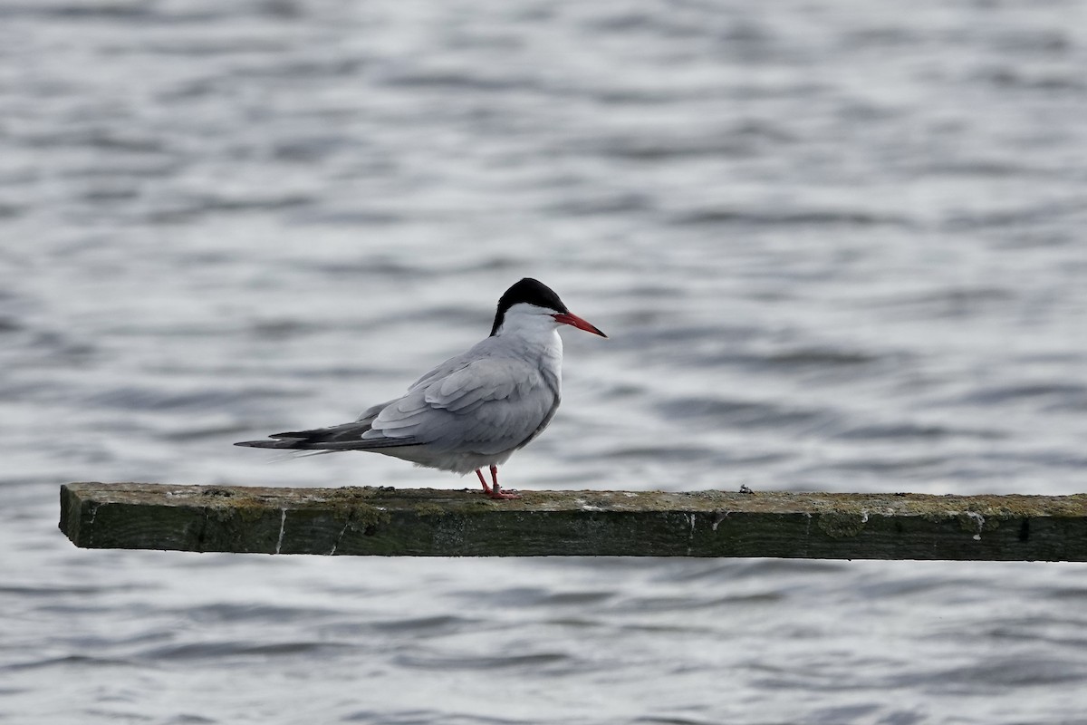 Common Tern - ML623229638