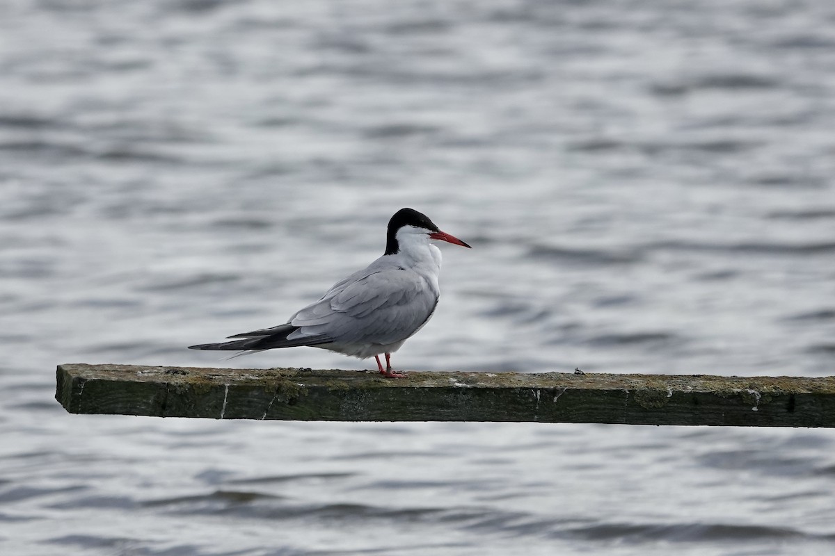 Common Tern - ML623229639