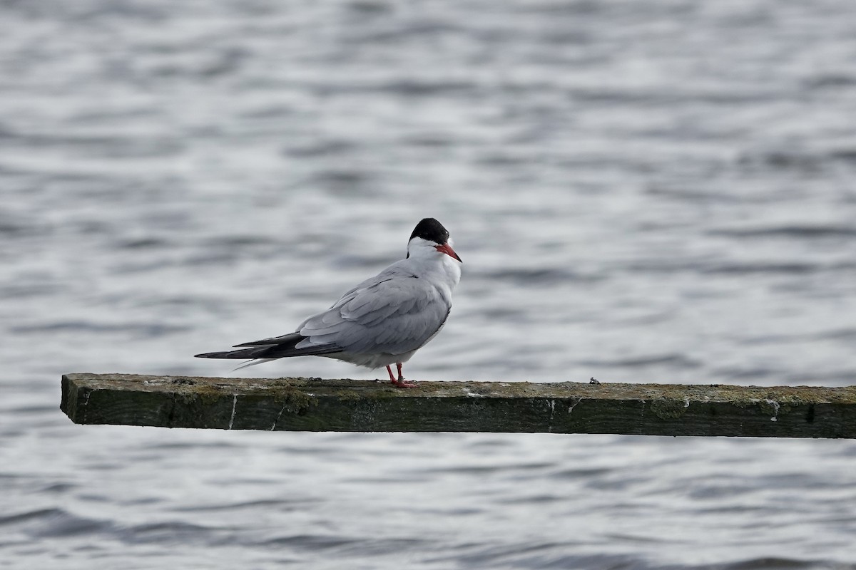 Common Tern - ML623229640