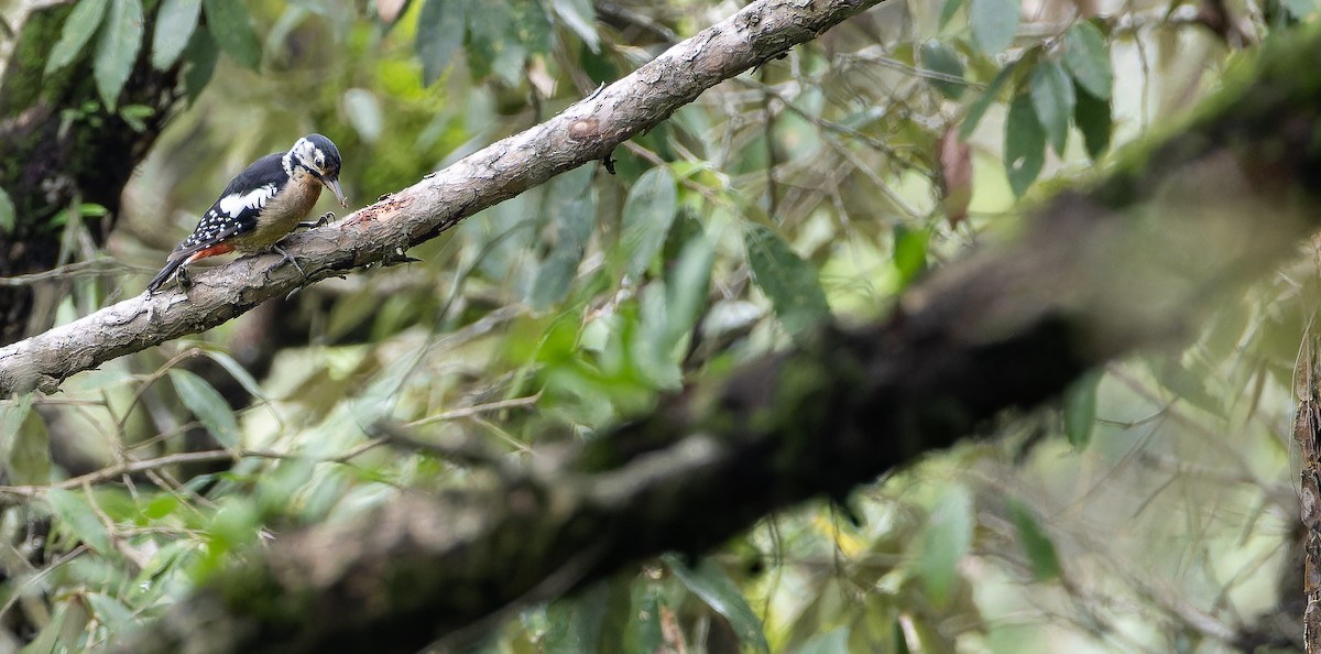 Himalayan Woodpecker - Friedemann Arndt