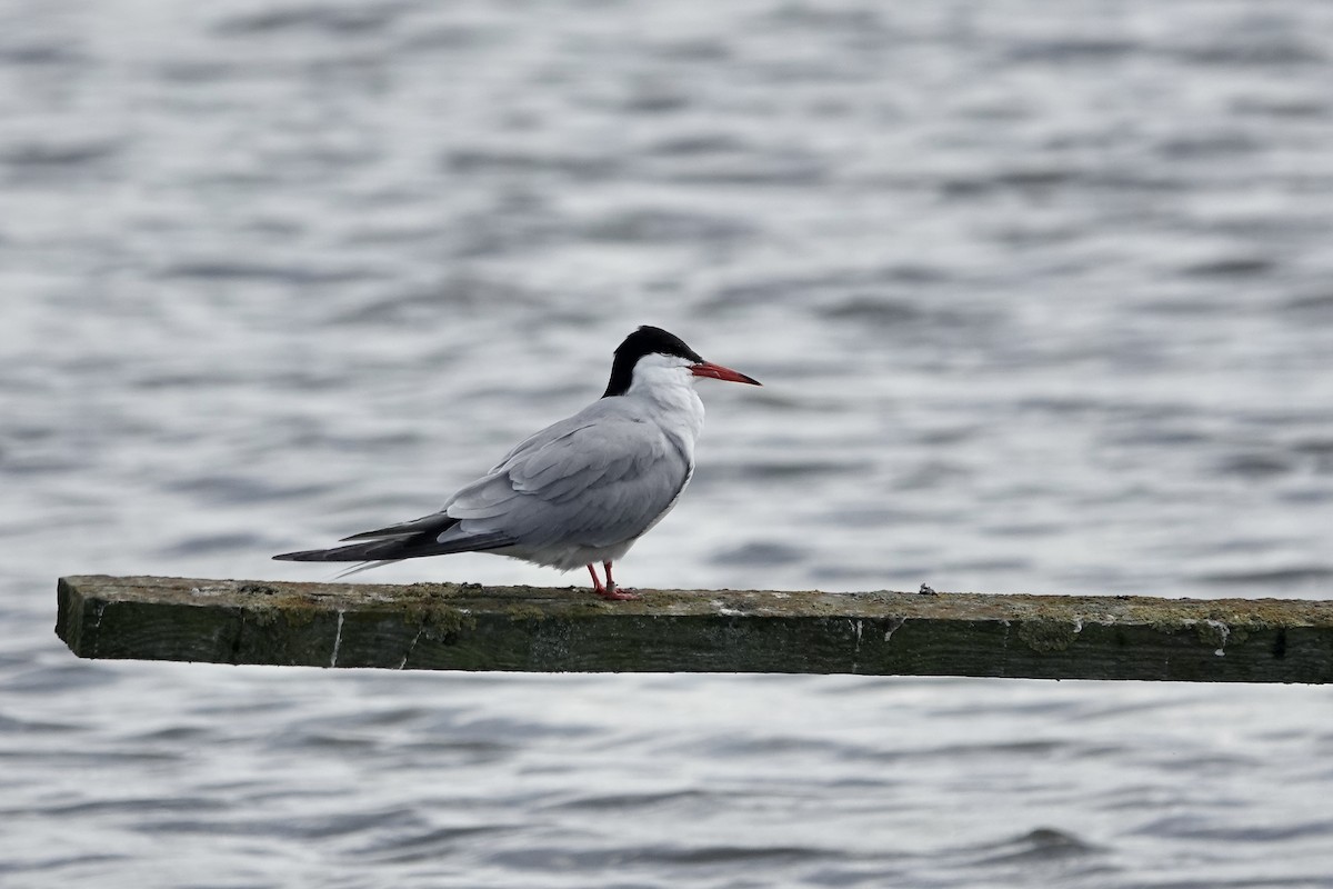 Common Tern - Simon Pearce