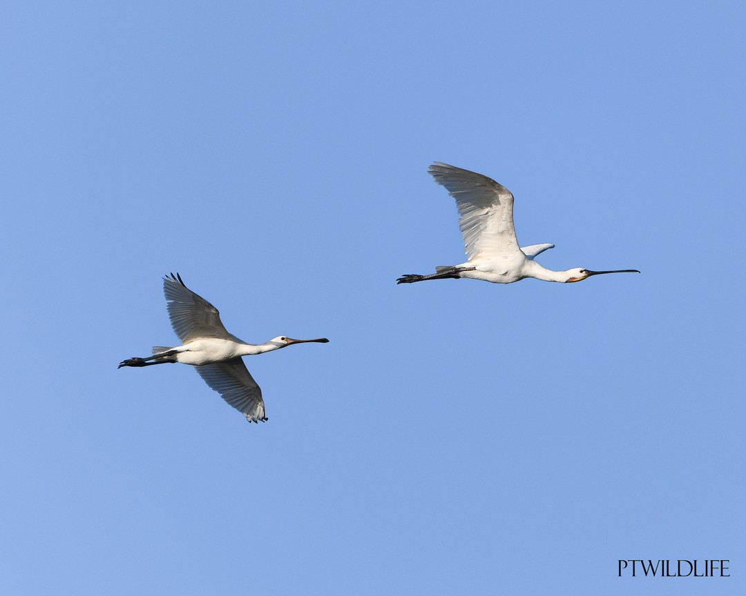 Eurasian Spoonbill - Guilherme Silva