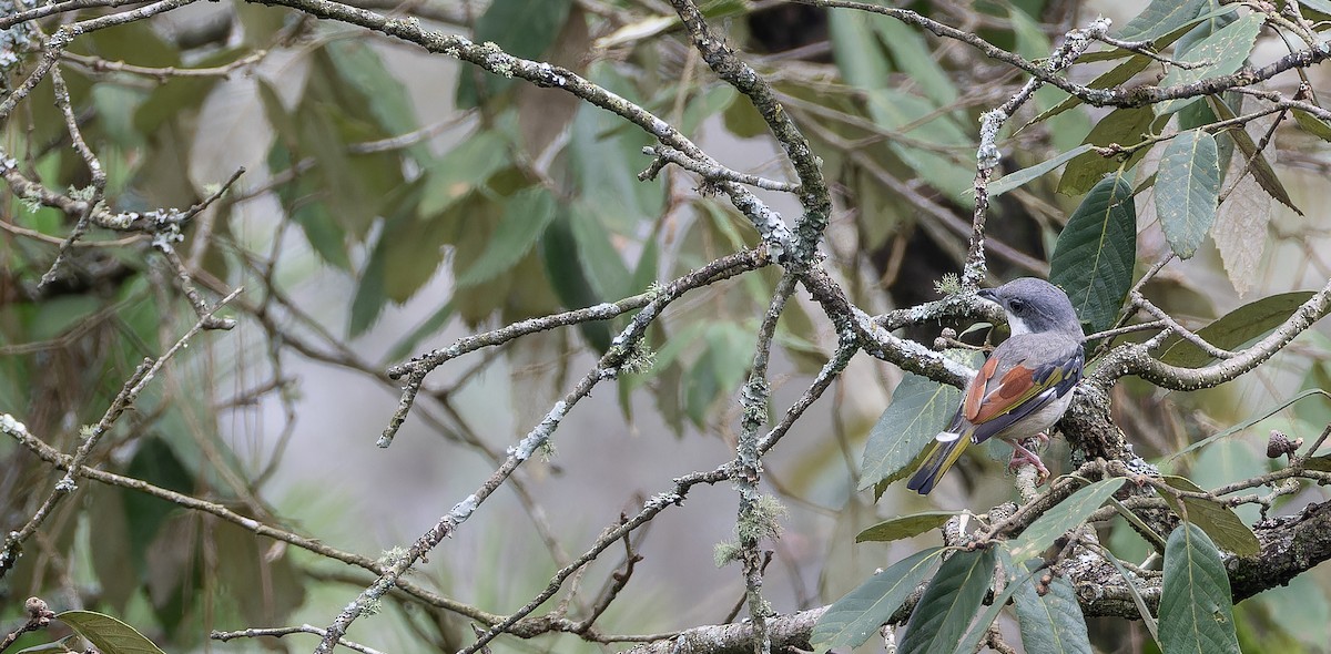 White-browed Shrike-Babbler (Himalayan) - ML623229661