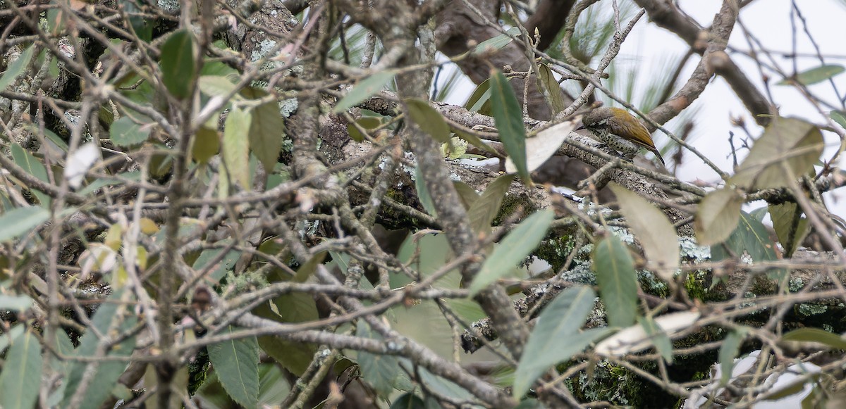 Speckled Piculet - ML623229678