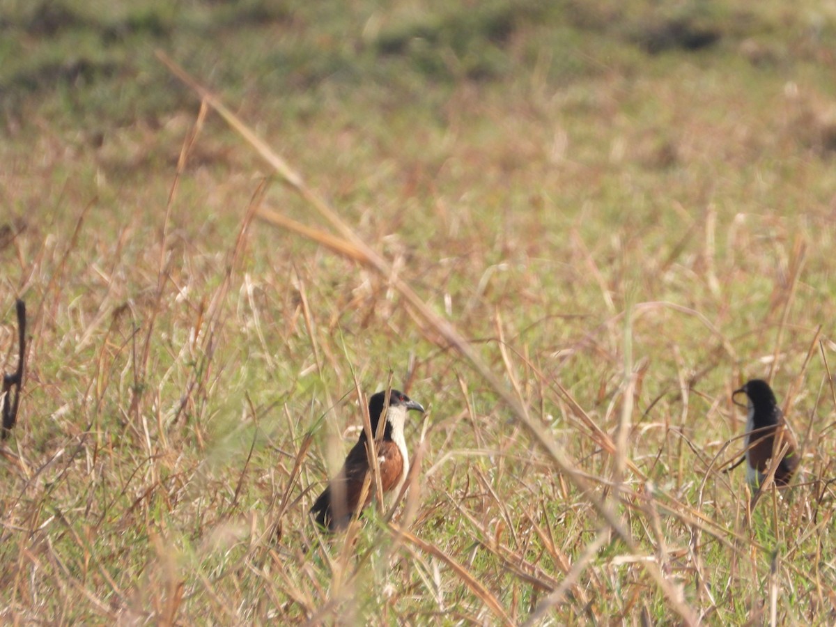 Coppery-tailed Coucal - ML623229689