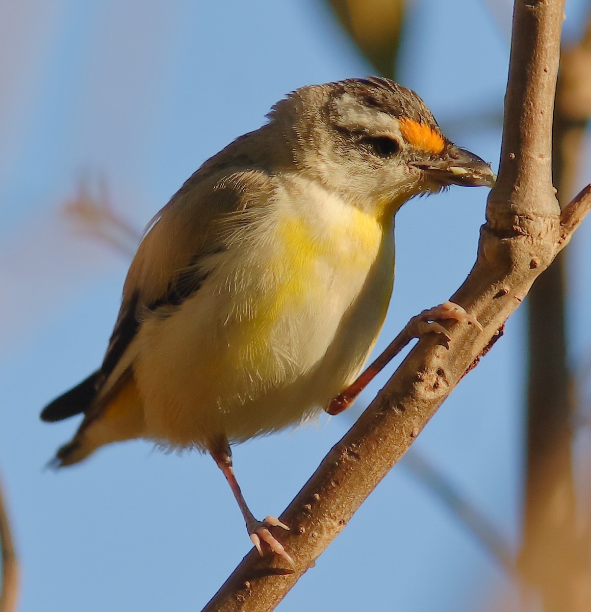 Striated Pardalote (Black-headed) - ML623229699