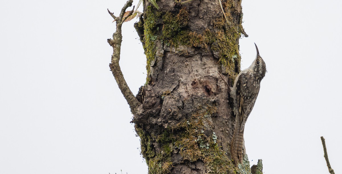 Bar-tailed Treecreeper - ML623229711