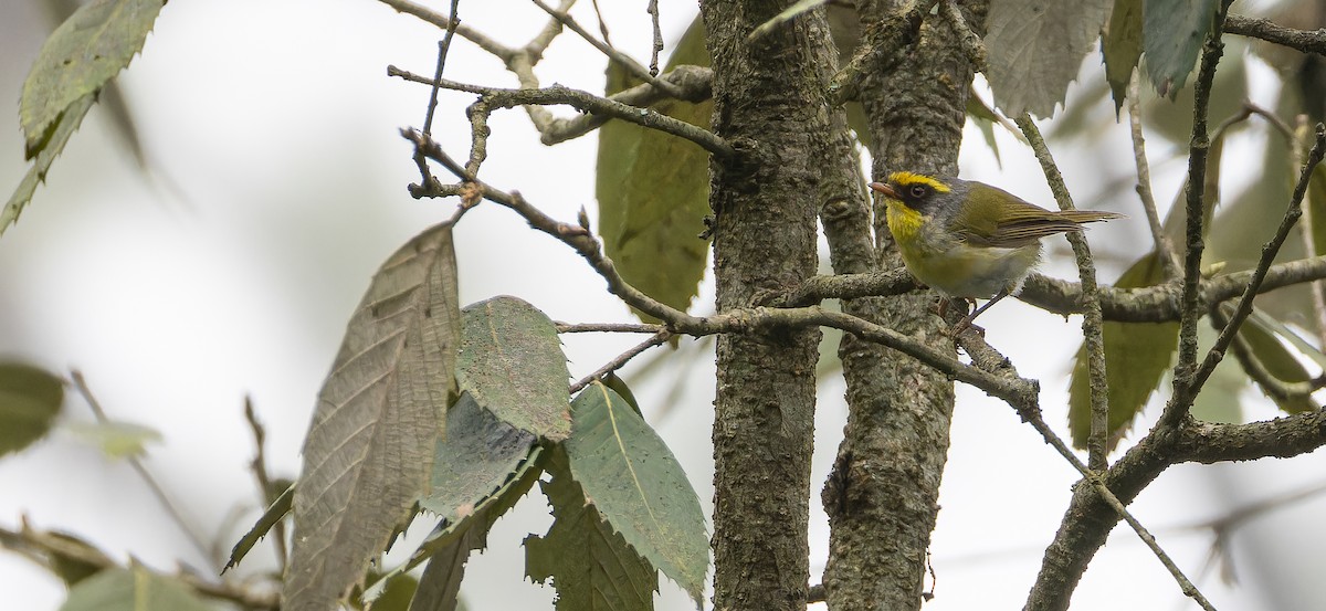 Black-faced Warbler - ML623229733