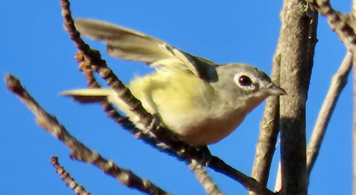 Blue-headed Vireo - ML623229745