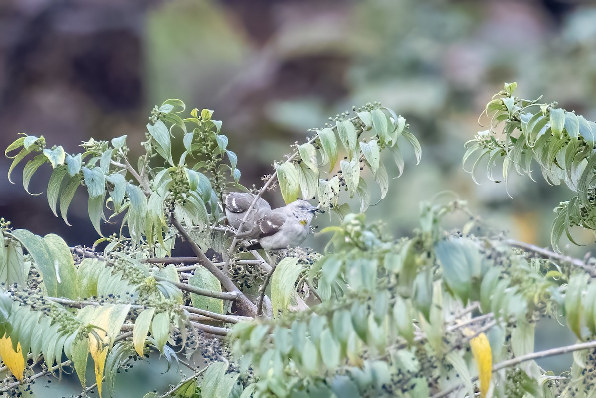 Yellow-throated Sparrow - ML623229746