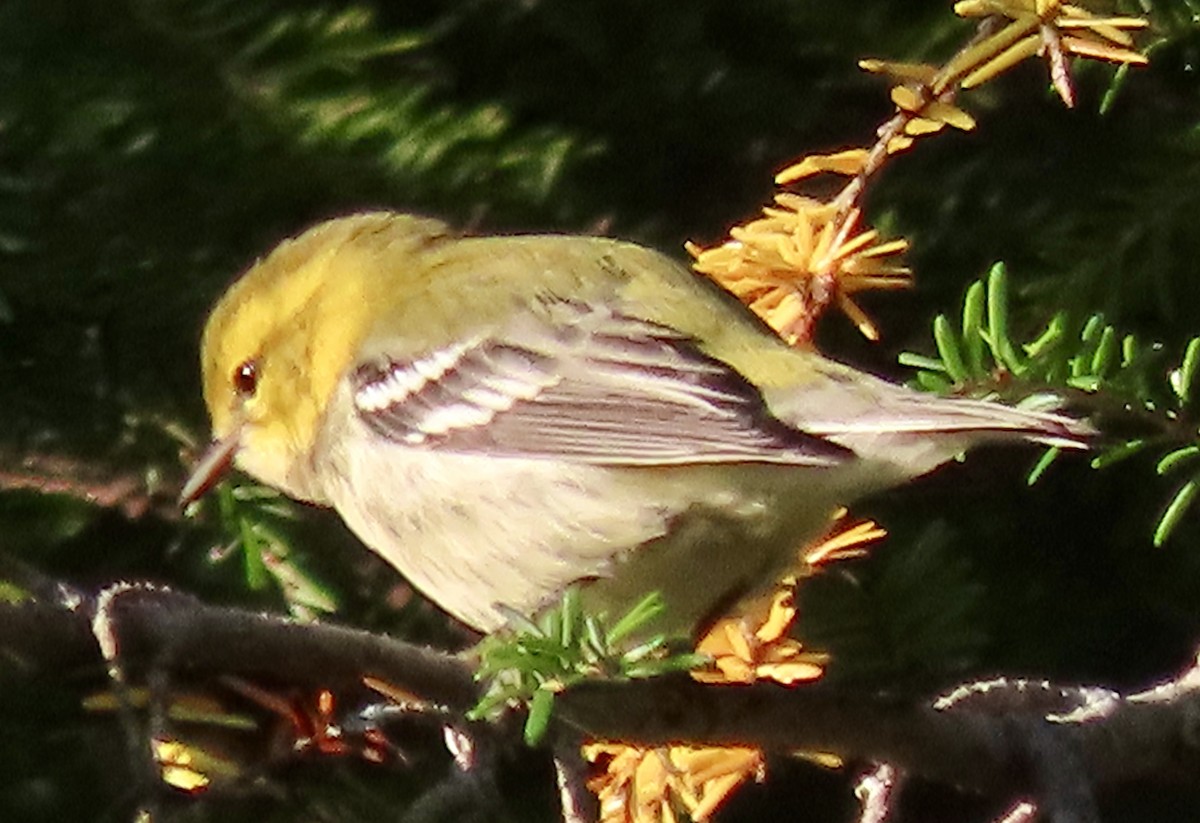 Black-throated Green Warbler - ML623229748