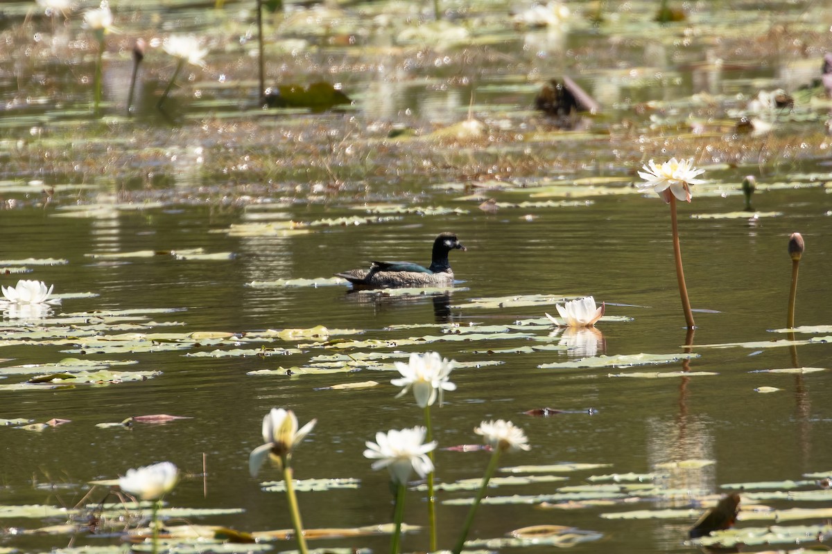 Green Pygmy-Goose - ML623229783