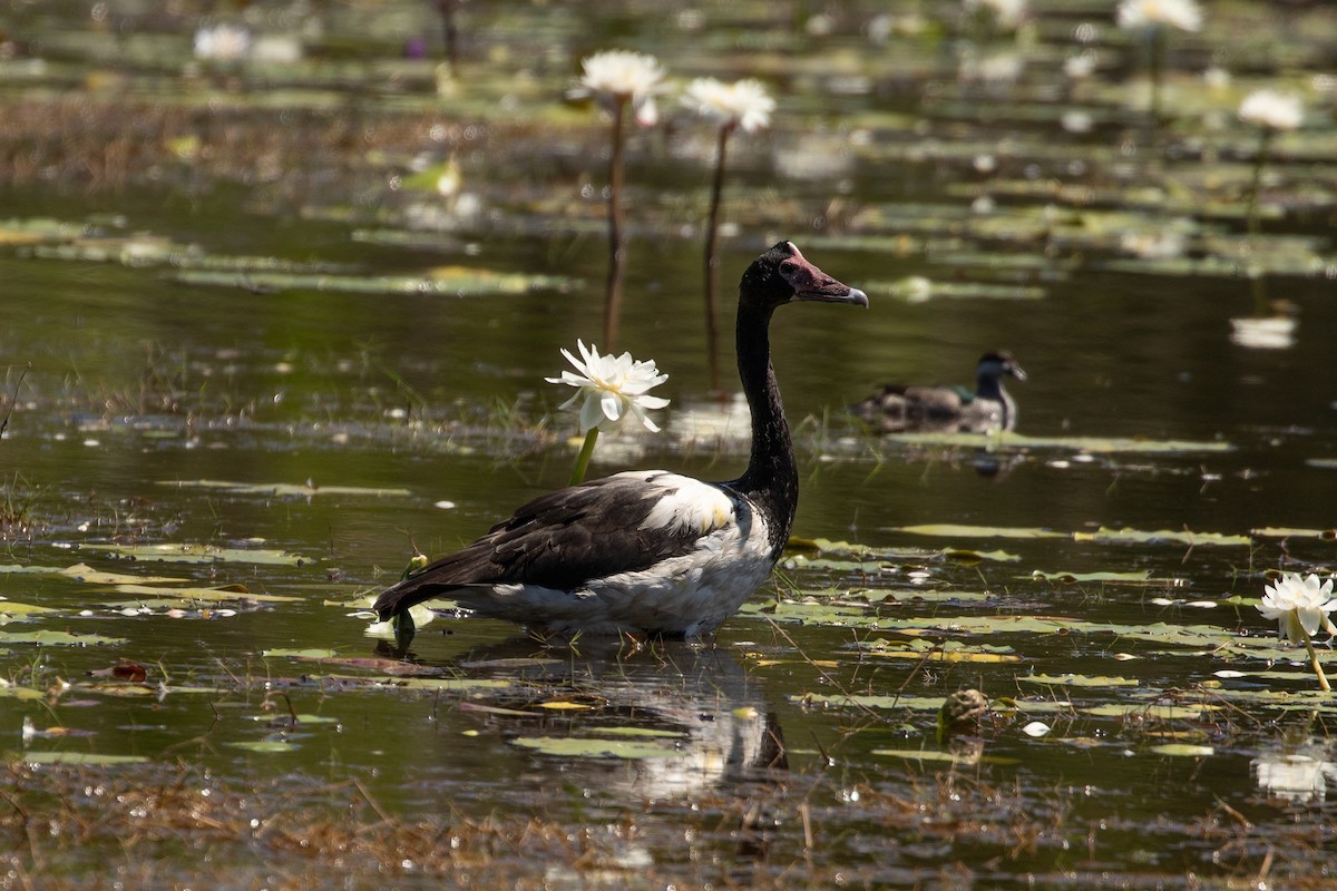 Magpie Goose - ML623229787