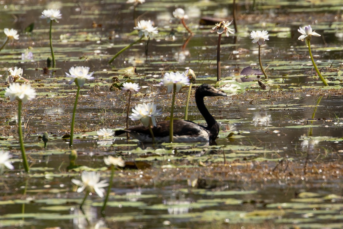 Magpie Goose - ML623229788