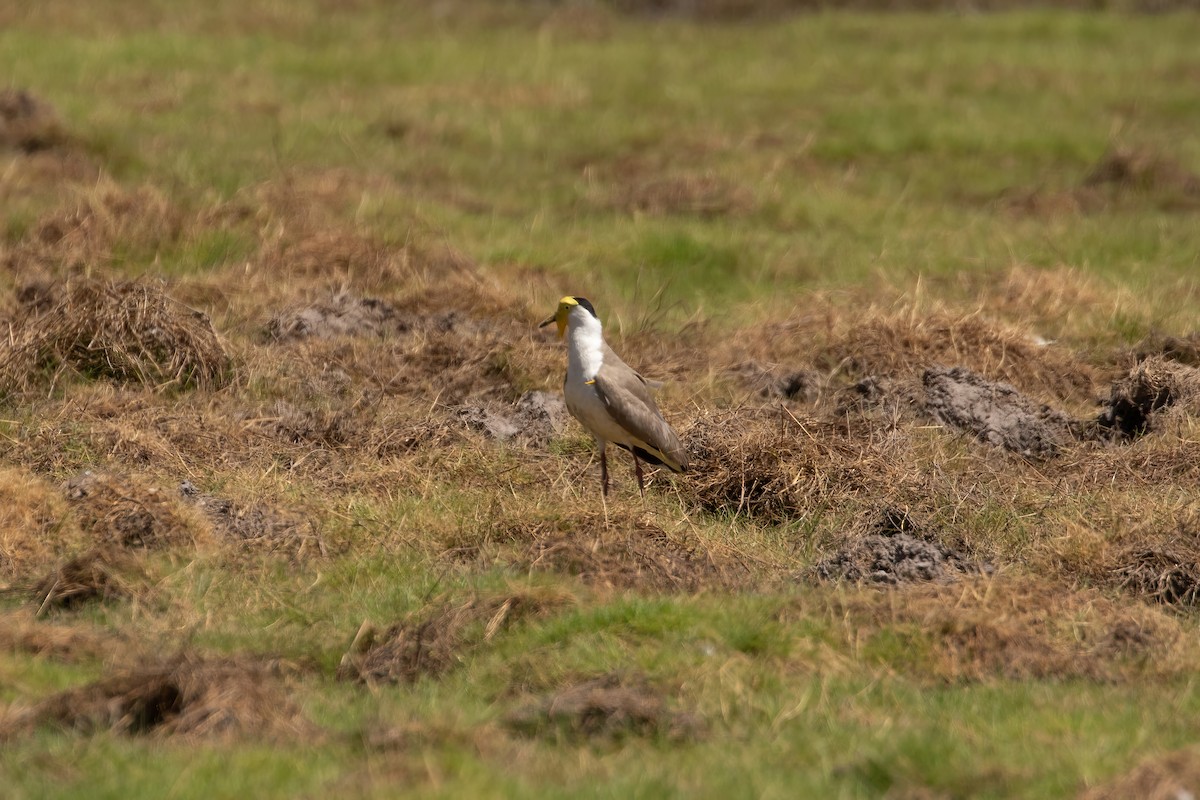 Masked Lapwing (Masked) - Anonymous