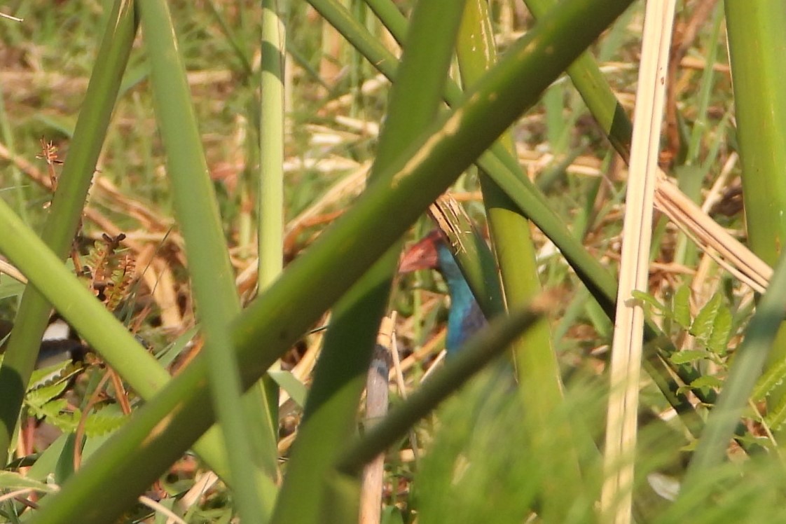 African Swamphen - ML623229799