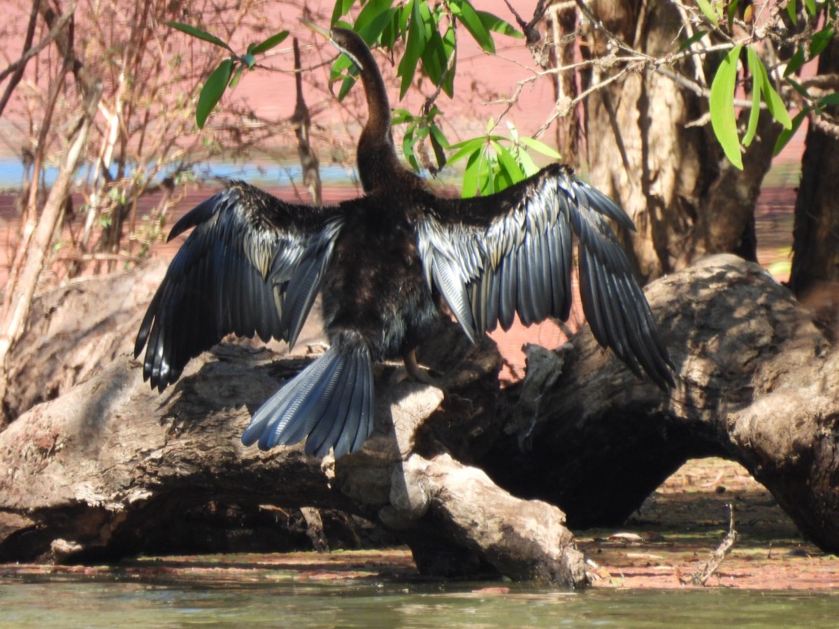 Australasian Darter - ML623229820