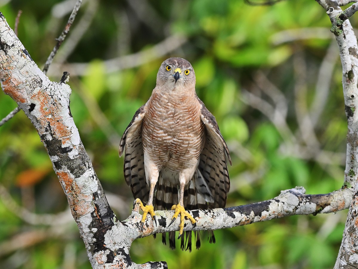 Shikra - ML623229825