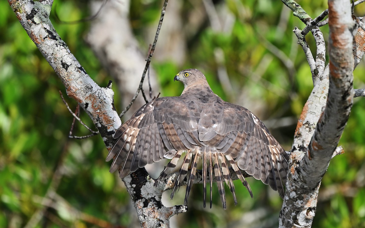 Shikra - ML623229826