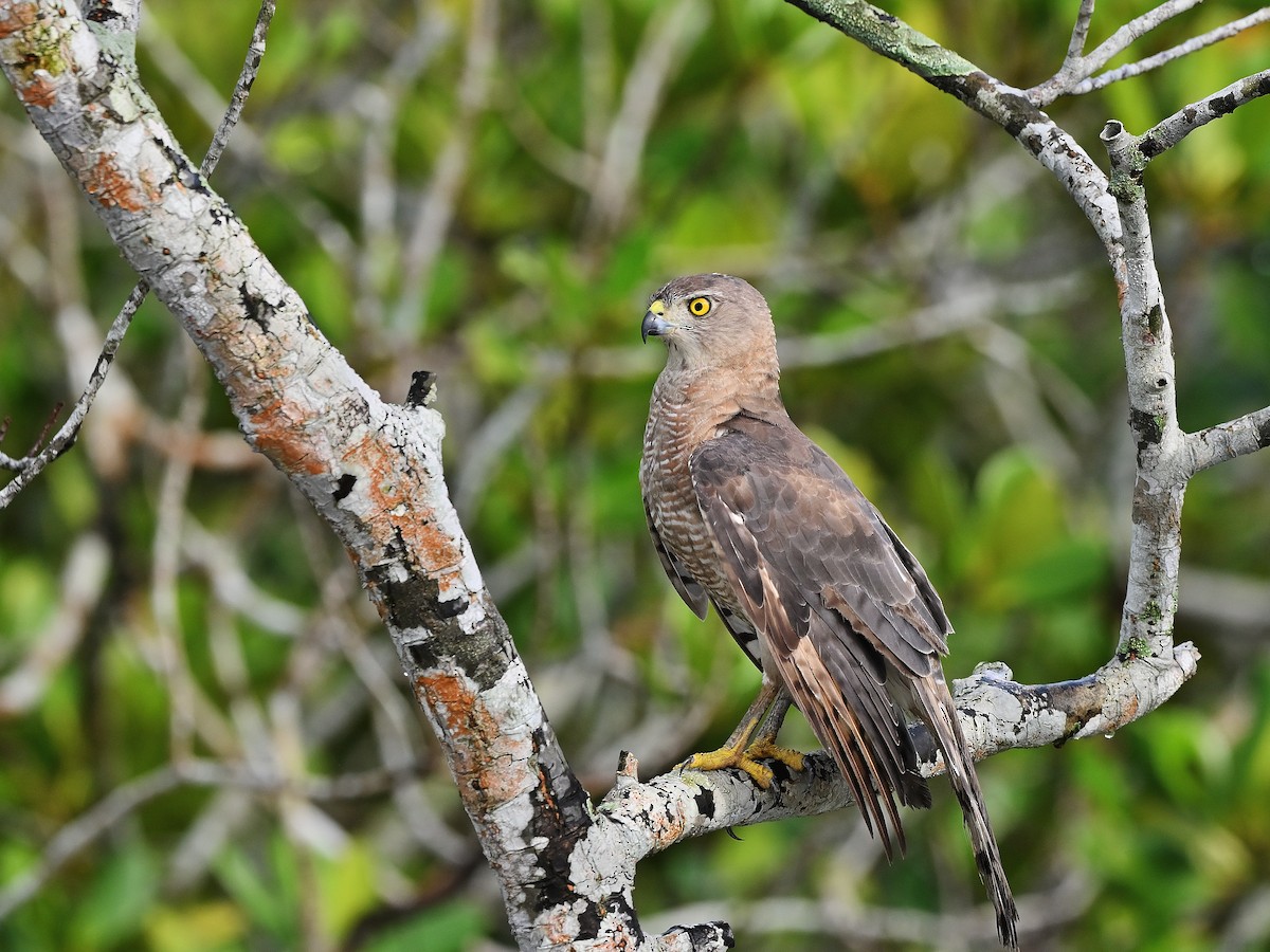Shikra - ML623229827