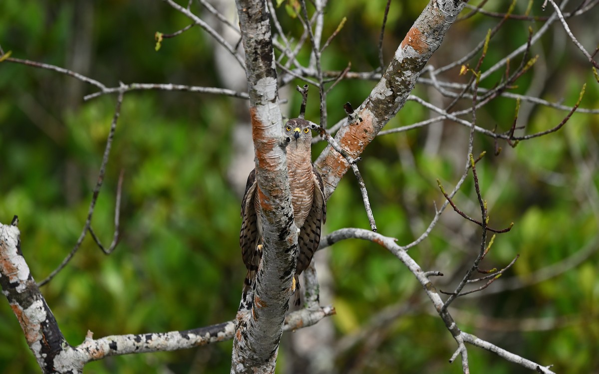 Shikra - ML623229828