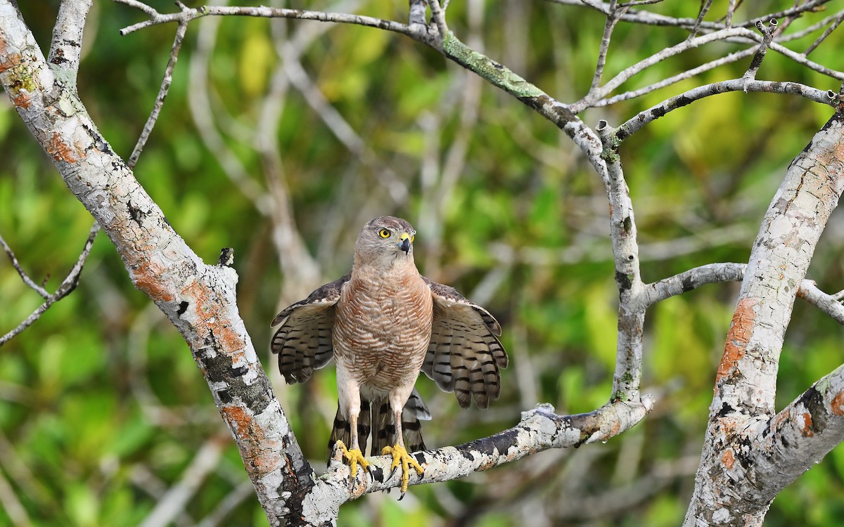Shikra - ML623229829