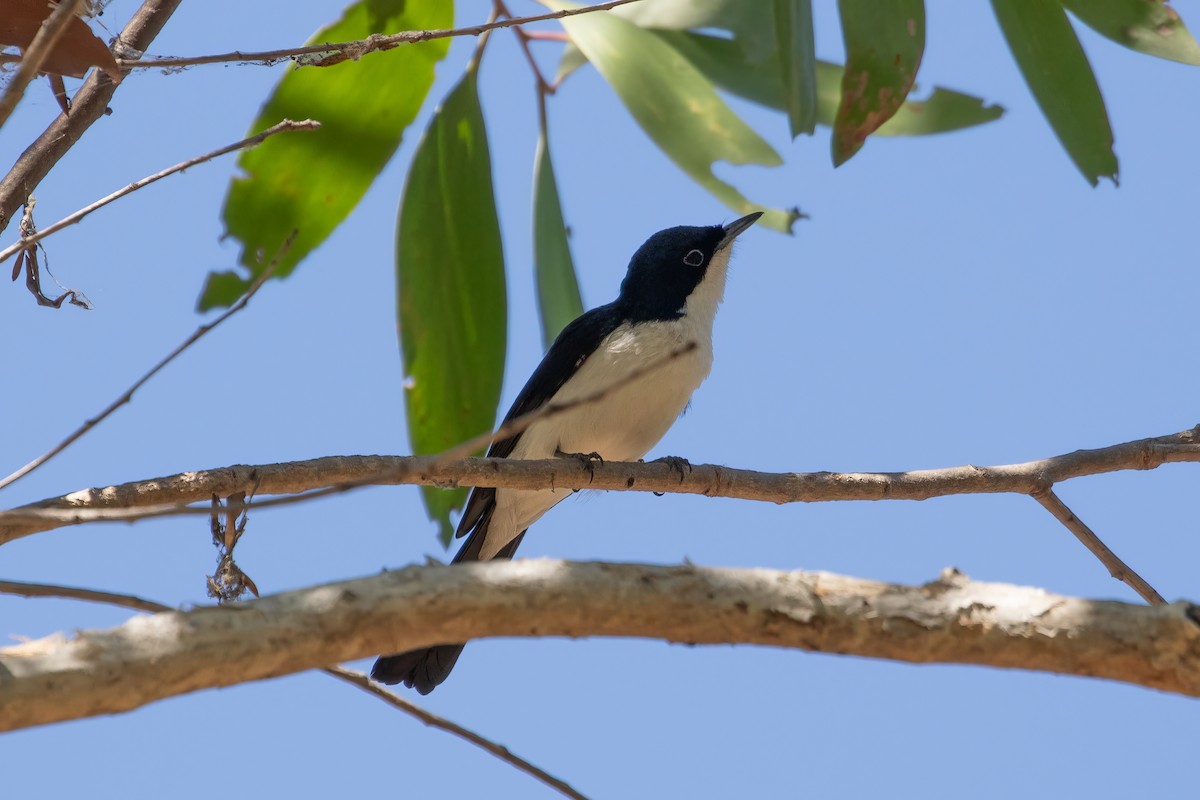 Paperbark Flycatcher - ML623229830