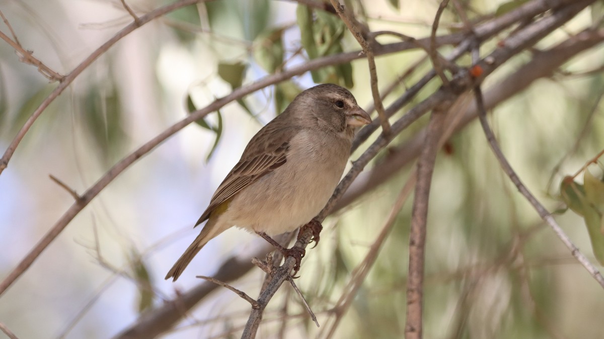 White-throated Canary - ML623229876