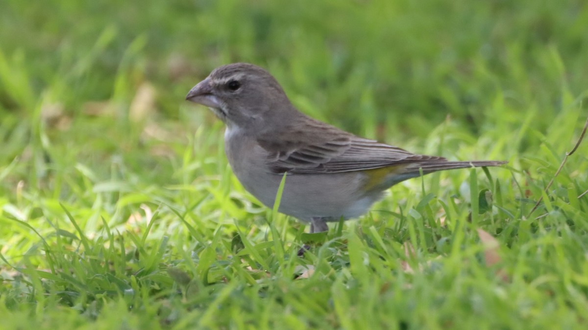 White-throated Canary - ML623229877